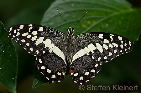 086 Afrikanischer Schwalbenschwanz - Papilio demedocus